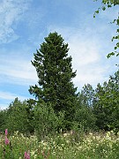 IMG_7907