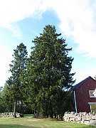 IMG_9056