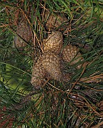 IMG_0789