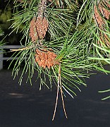 IMG_0791