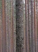 IMG_4006