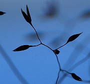 IMG_9971