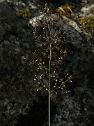 IMG_4385