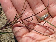 IMG_9752