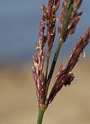 IMG_9932