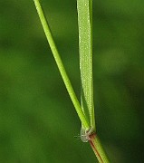 IMG_3774