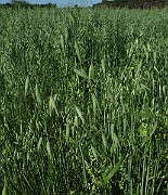 IMG_9422