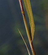 IMG_1937