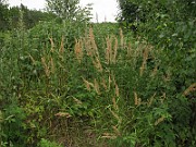 IMG_5090
