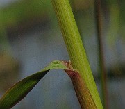 IMG_4997