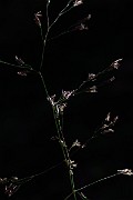 IMG_2417