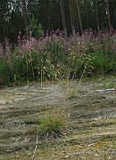 IMG_5207