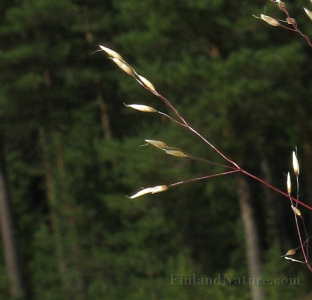 IMG_2129b.jpg
