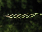 IMG_1563