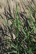 IMG_0048