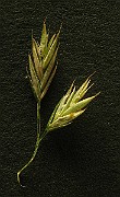 IMG_4563b