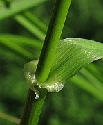 IMG_9009