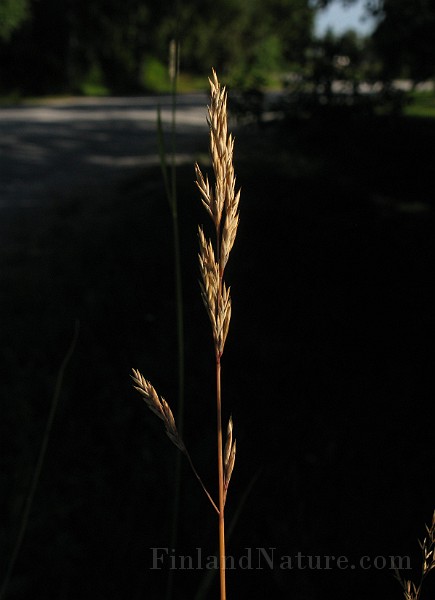 IMG_4726.jpg