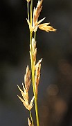 IMG_1294