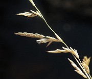 IMG_1296