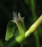 IMG_1538