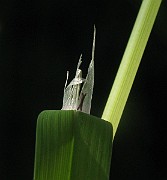IMG_1540
