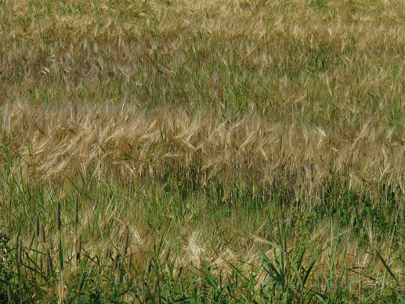 IMG_9161.JPG