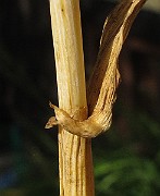 IMG_9111