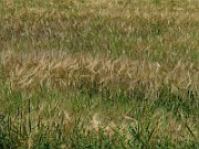 IMG_9161