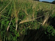 IMG_9165