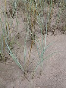 IMG_2519