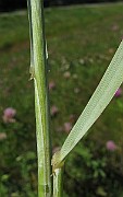 IMG_4207