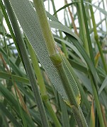 IMG_6729