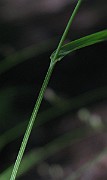 IMG_7060