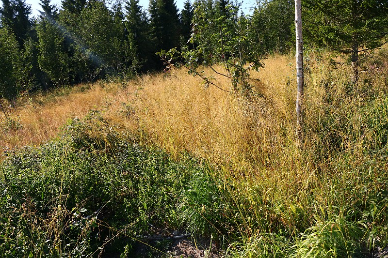 IMG_6037.JPG