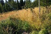IMG_6037