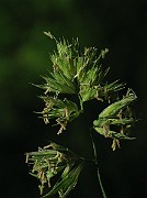 IMG_3515