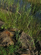 IMG_5004