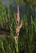IMG_5005