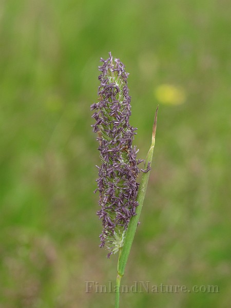 IMG_7574.JPG