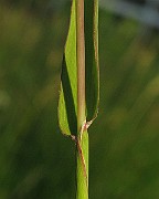 IMG_3729