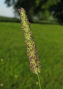 IMG_3733