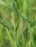 IMG_6131