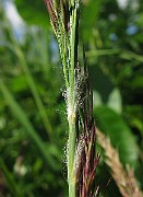 IMG_4133