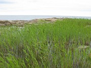 IMG_6818