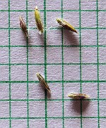 IMG_4341