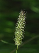 Phleum pratense subsp. pratense