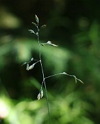 Poa humilis