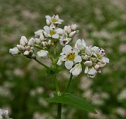 IMG_0187