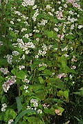 IMG_0188